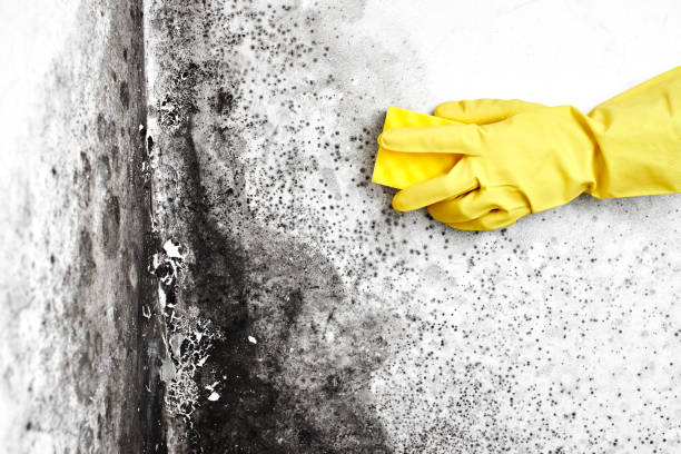 Crawl Space Mold Removal in Callender, CA