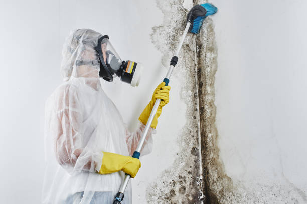 Best Local Mold Removal Service  in Llender, CA