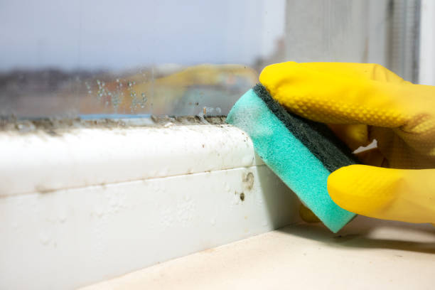 Best Attic Mold Removal  in Llender, CA