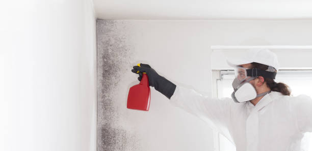 Best Mold Damage Repair  in Llender, CA