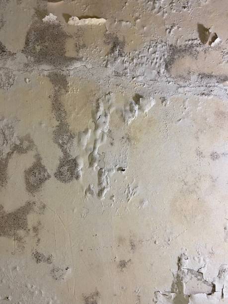 Best Water Damage Restoration  in Llender, CA