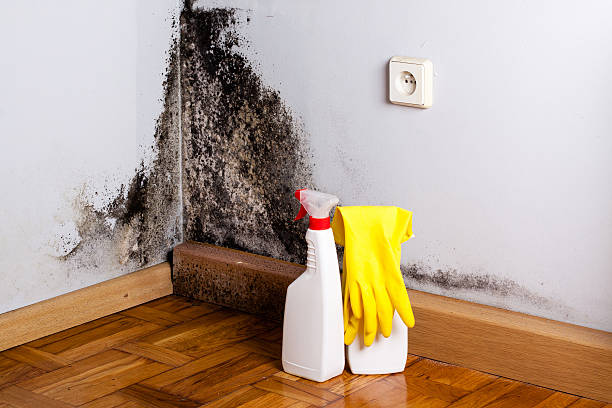 Mold Removal Process in Callender, CA