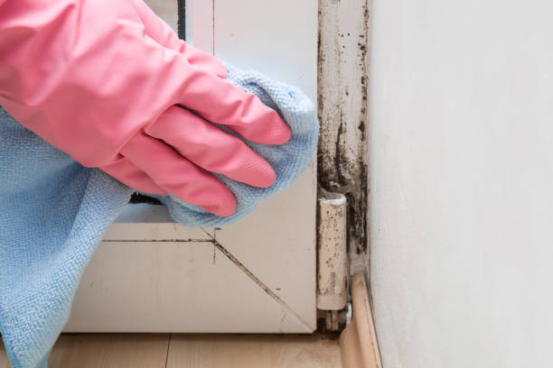 Best Professional Mold Removal  in Llender, CA