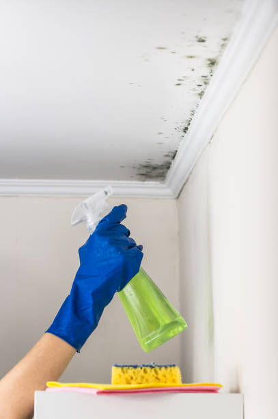 Reliable Callender, CA Mold Removal Solutions