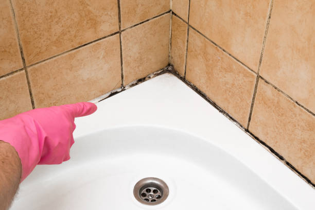 Attic Mold Removal in Callender, CA